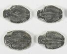 Lot: / Elrathia Trilobite Molt Fossils - Pieces #79026-1